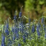 Ogród Botaniczny Uniwersytetu Jagiellońskiego. Fot. Daniel Dudka