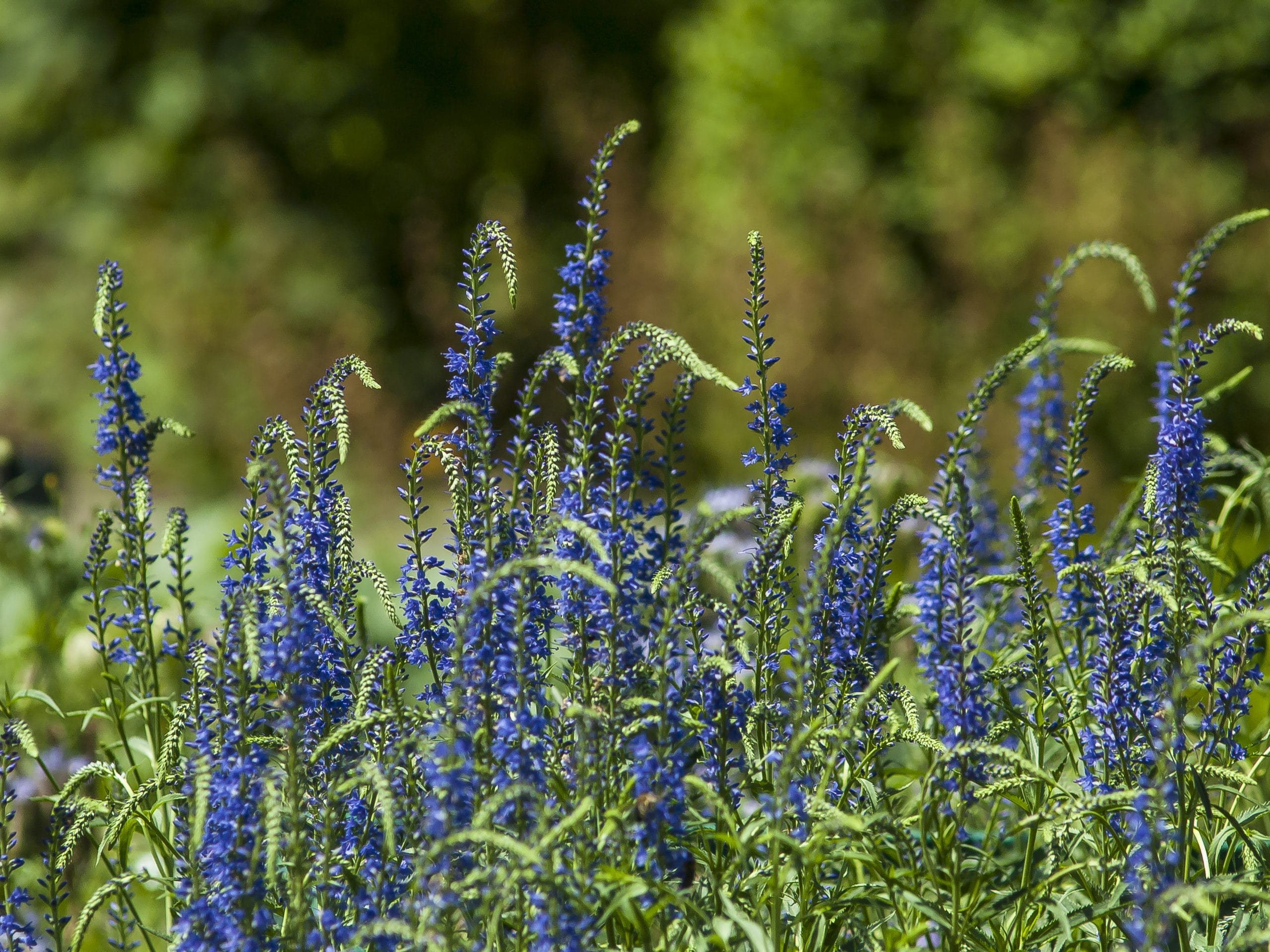 Ogród Botaniczny Uniwersytetu Jagiellońskiego. Fot. Daniel Dudka