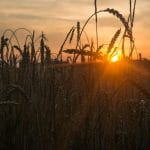 Od śniadania do kolacji – zbożowe posiłki zgodne z Talerzem Zdrowego Żywienia, czyli jak smacznie jeść zboża każdego dnia!