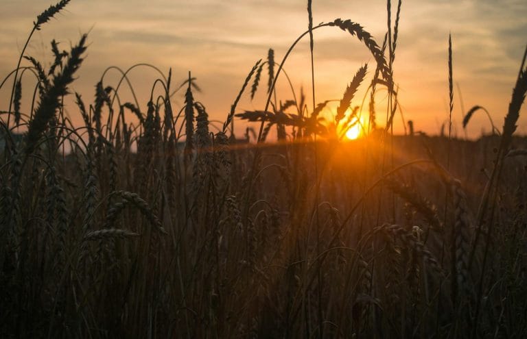 Od śniadania do kolacji – zbożowe posiłki zgodne z Talerzem Zdrowego Żywienia, czyli jak smacznie jeść zboża każdego dnia!