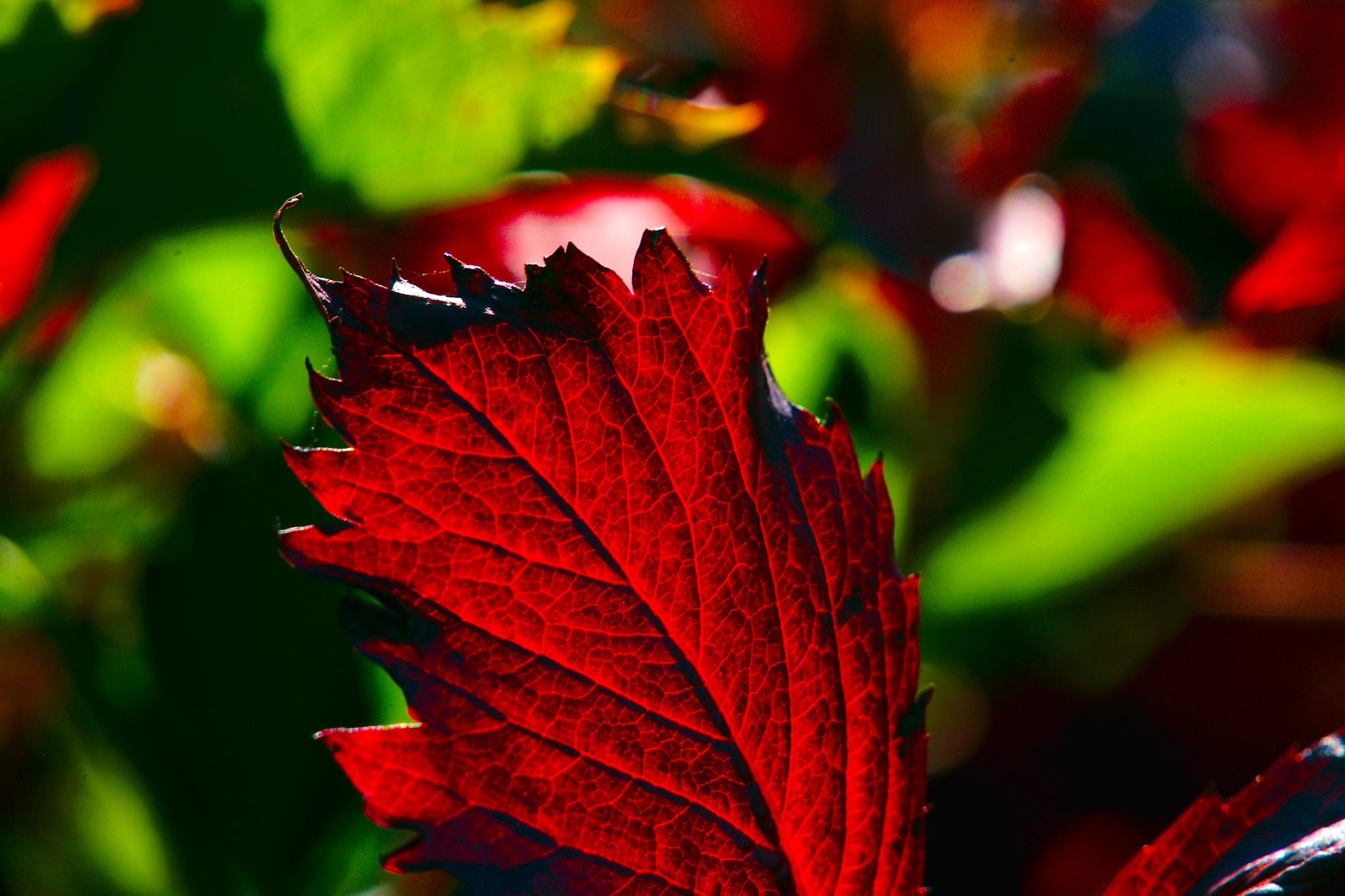 Hity na jesień. Fot. Waldemar Wieczorek
