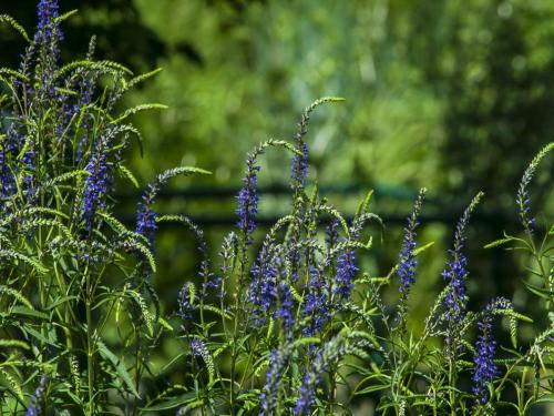 Ogród Botaniczny Uniwersytetu Jagiellońskiego