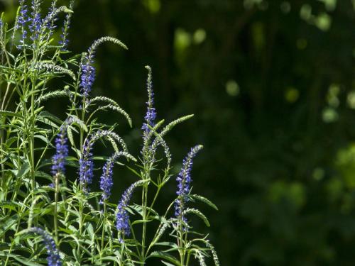 Ogród Botaniczny Uniwersytetu Jagiellońskiego