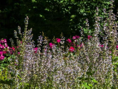 Ogród Botaniczny Uniwersytetu Jagiellońskiego