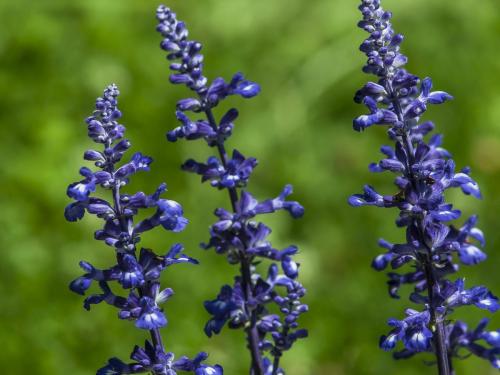 Ogród Botaniczny Uniwersytetu Jagiellońskiego