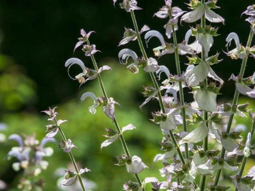 Ogród Botaniczny Uniwersytetu Jagiellońskiego