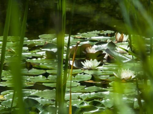 Ogród Botaniczny Uniwersytetu Jagiellońskiego