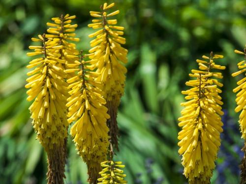 Ogród Botaniczny Uniwersytetu Jagiellońskiego